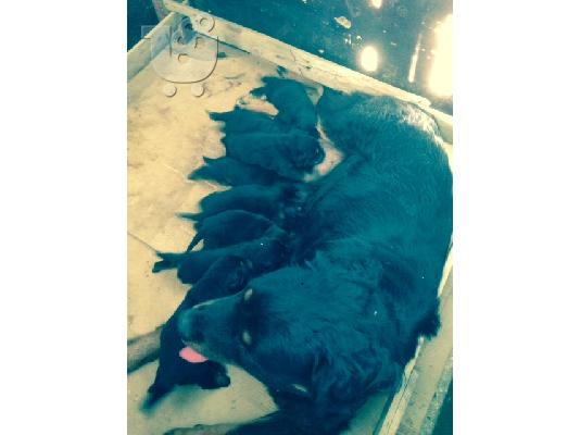 Κουταβια ROTTWEILER